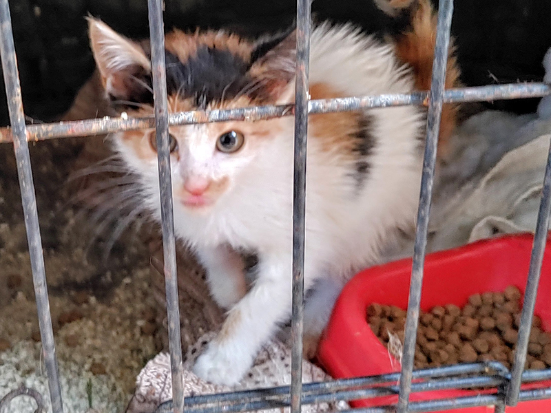 Trixie in Quarantäne