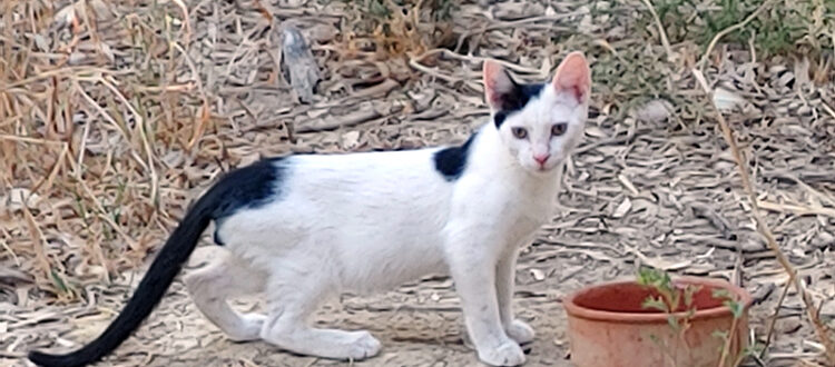 Bolle am 26. August 2025