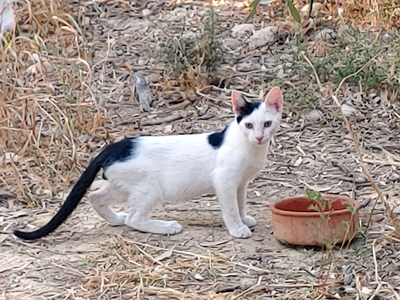 Bolle am 26. August 2025