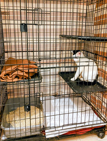 Bolle im Stubenkäfig