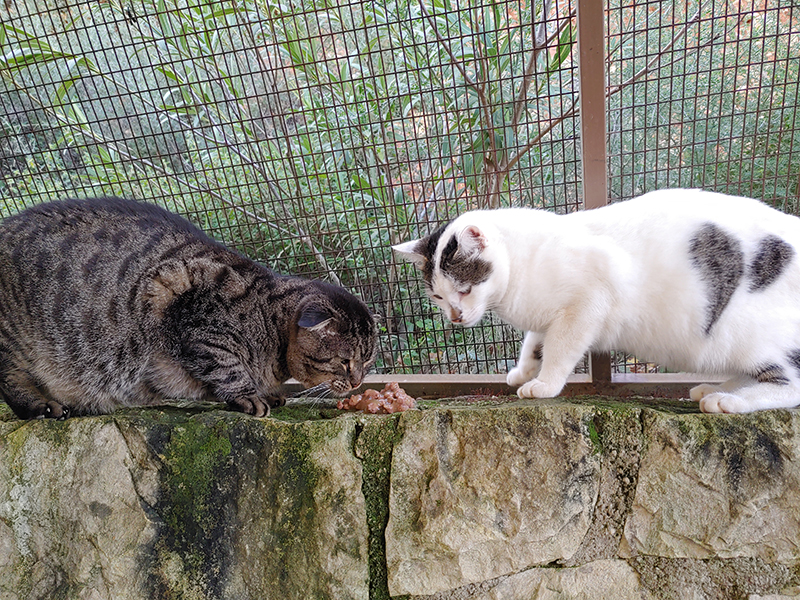 Theofania 06.01.2025