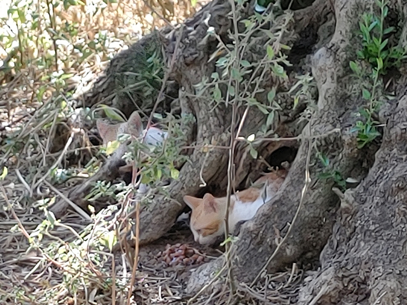 Tichys Kater im Olivenbaum