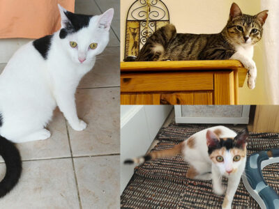 Bolle, Grauchen und Trixi