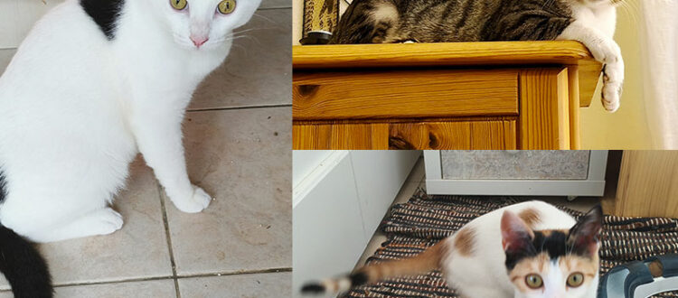 Bolle, Grauchen und Trixi