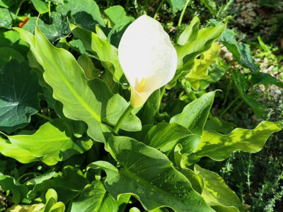 Calla-Lilie im März 2026