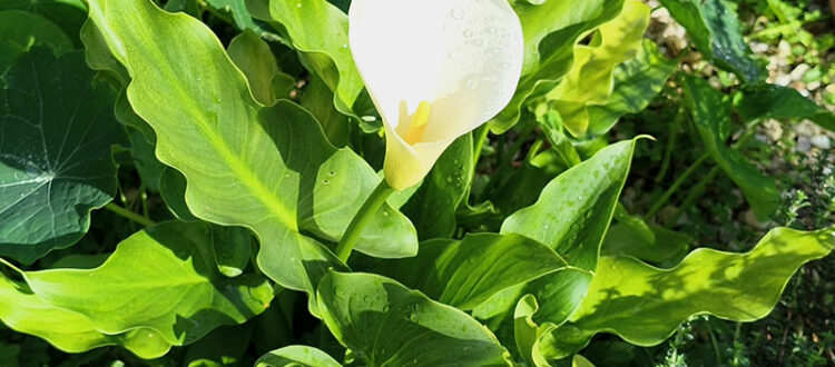 Calla-Lilie im März 2026