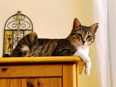 Schmusekater Grauchen