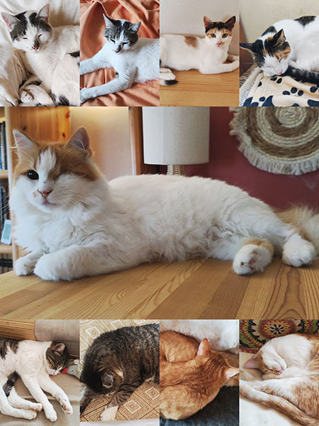 Katzen am 25.03.2026