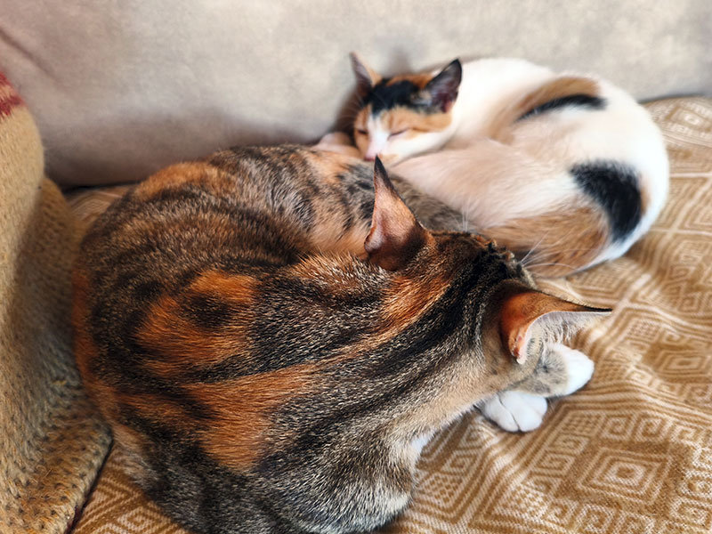 Trixi mit Teufelsmiezlein Babsy