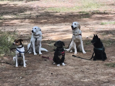 Hundeschule mit SBC DogTraining