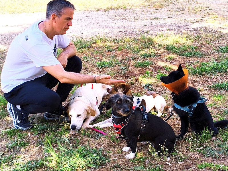 Hundeschule mit SBC DogTraining