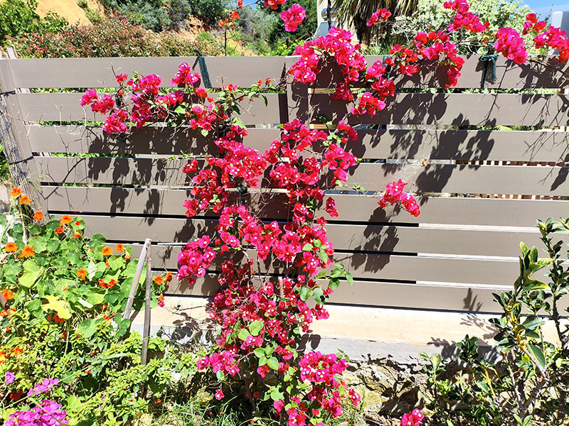 Die Bougainvillea zeigt was sie kann.