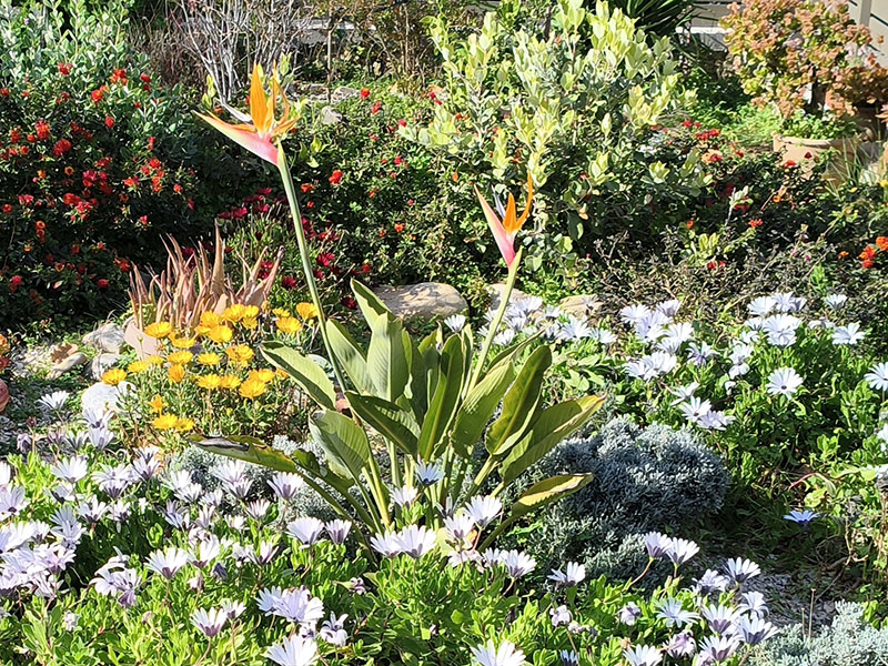 Blumen, Blumen, Blumen