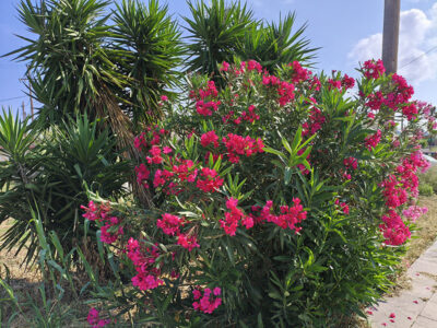 Oleander am Straßenrand