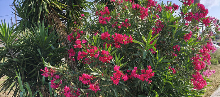 Oleander am Straßenrand