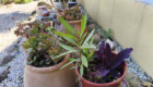 Oleander: Selbstaussaat