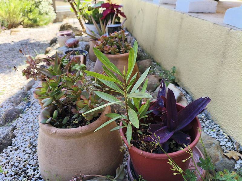 Oleander: Selbstaussaat