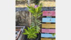 Oleander: Selbstaussaat