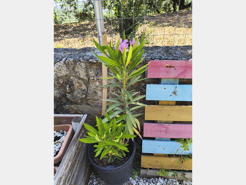 Oleander: Selbstaussaat
