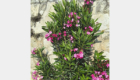 Oleander: Selbstaussaat