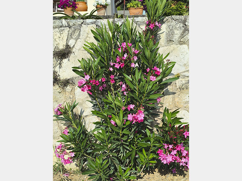 Oleander: Selbstaussaat