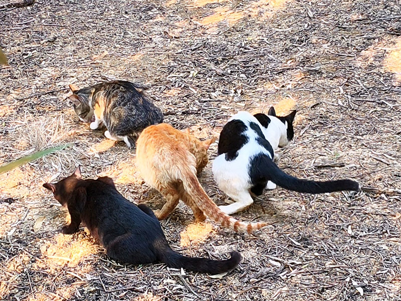 Devel mit Lilith und Czarnula sowie Tante Honey