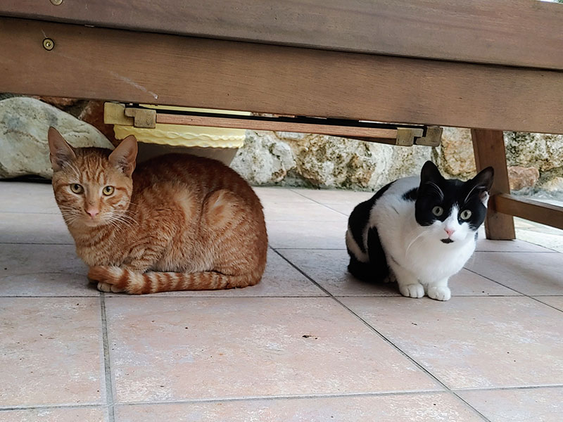 Devel und Lilith auf unserer Ex-Terrasse