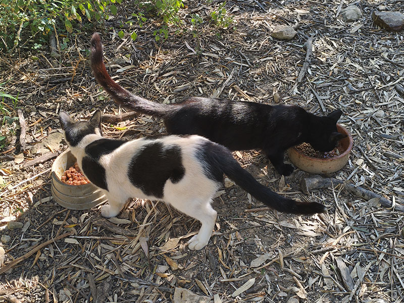 Lilith und Czarnula