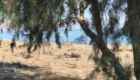 Am Strand von Pirgos Psilonerou