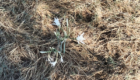Wilde Lilien in den Dünen