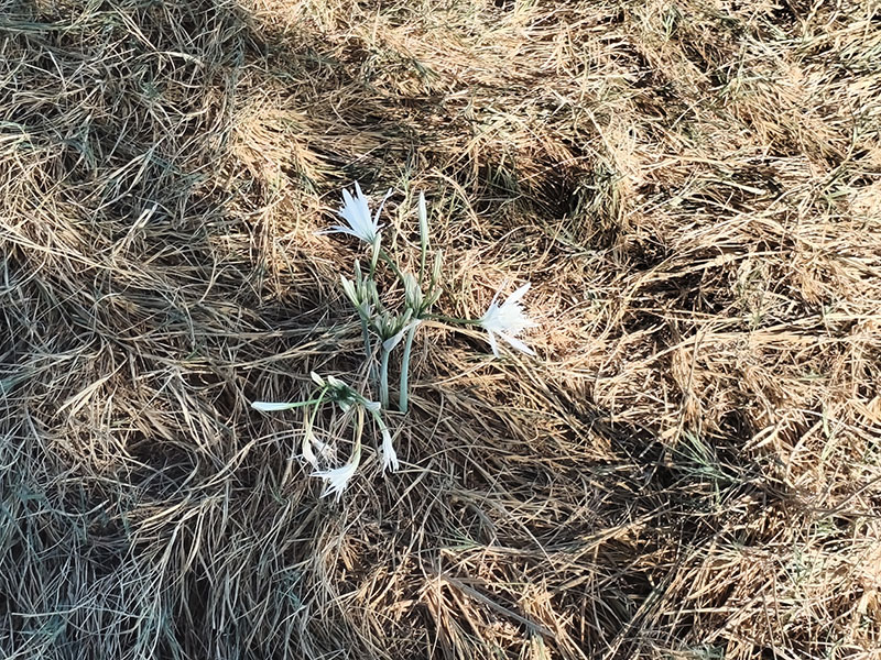 Wilde Lilien in den Dünen
